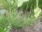 Preview: Ackerschachtelhalm zum Räuchern (Equisetum arvense)